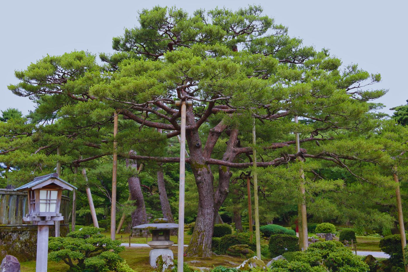 Pokok pain di Kenrokuen