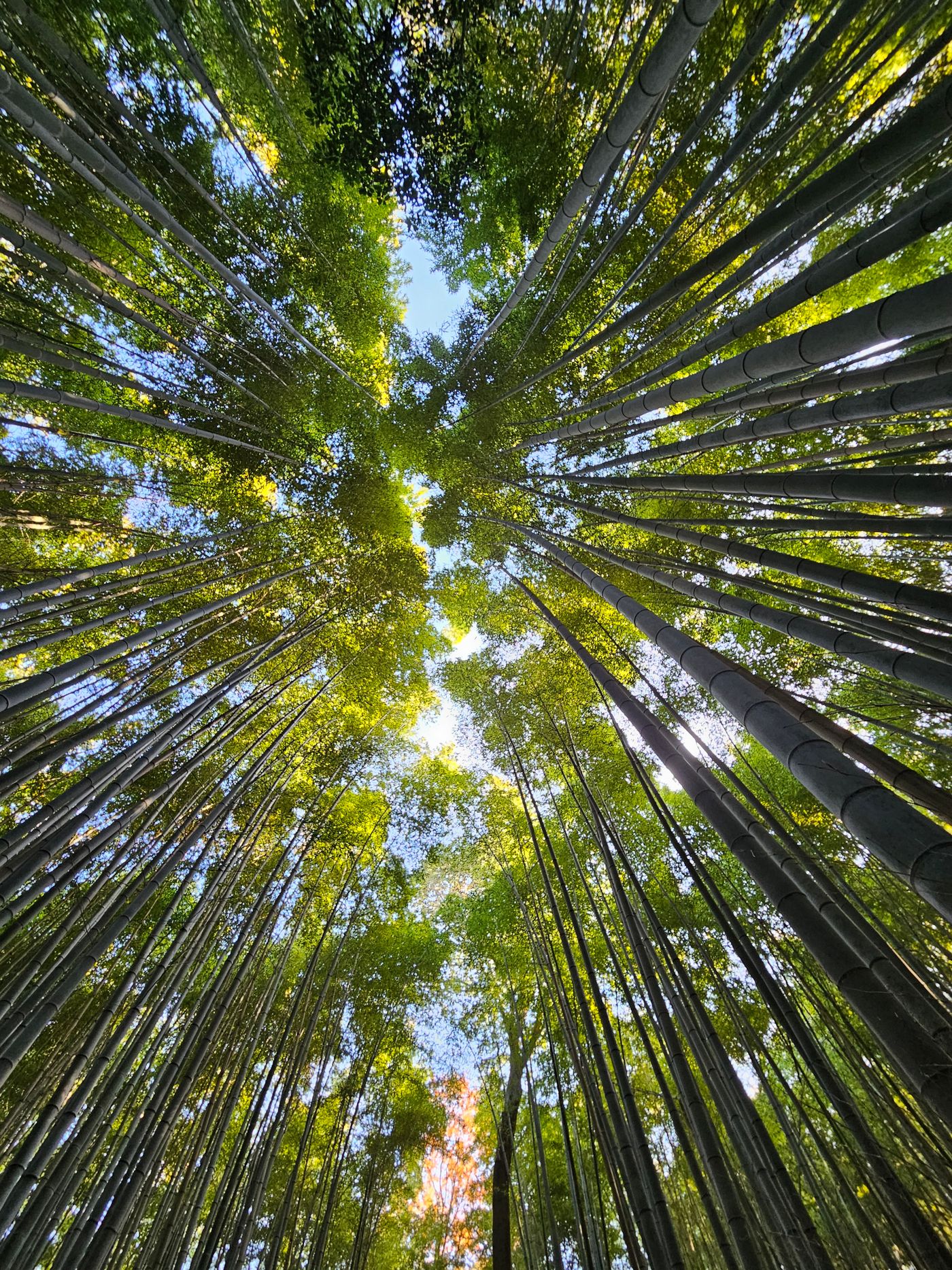 Mendongak di Arashiyama