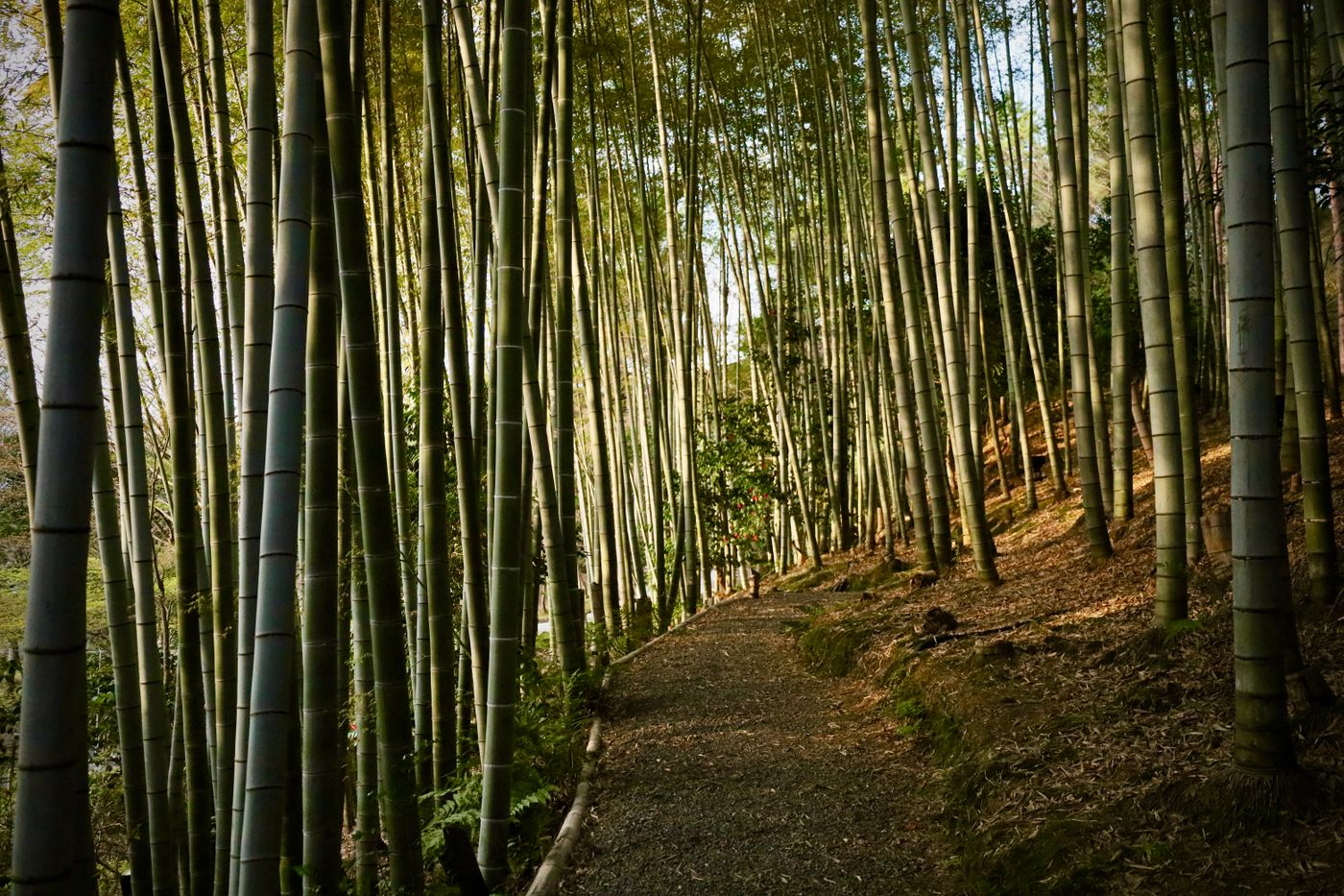 Laluan melalui buluh Kyoto