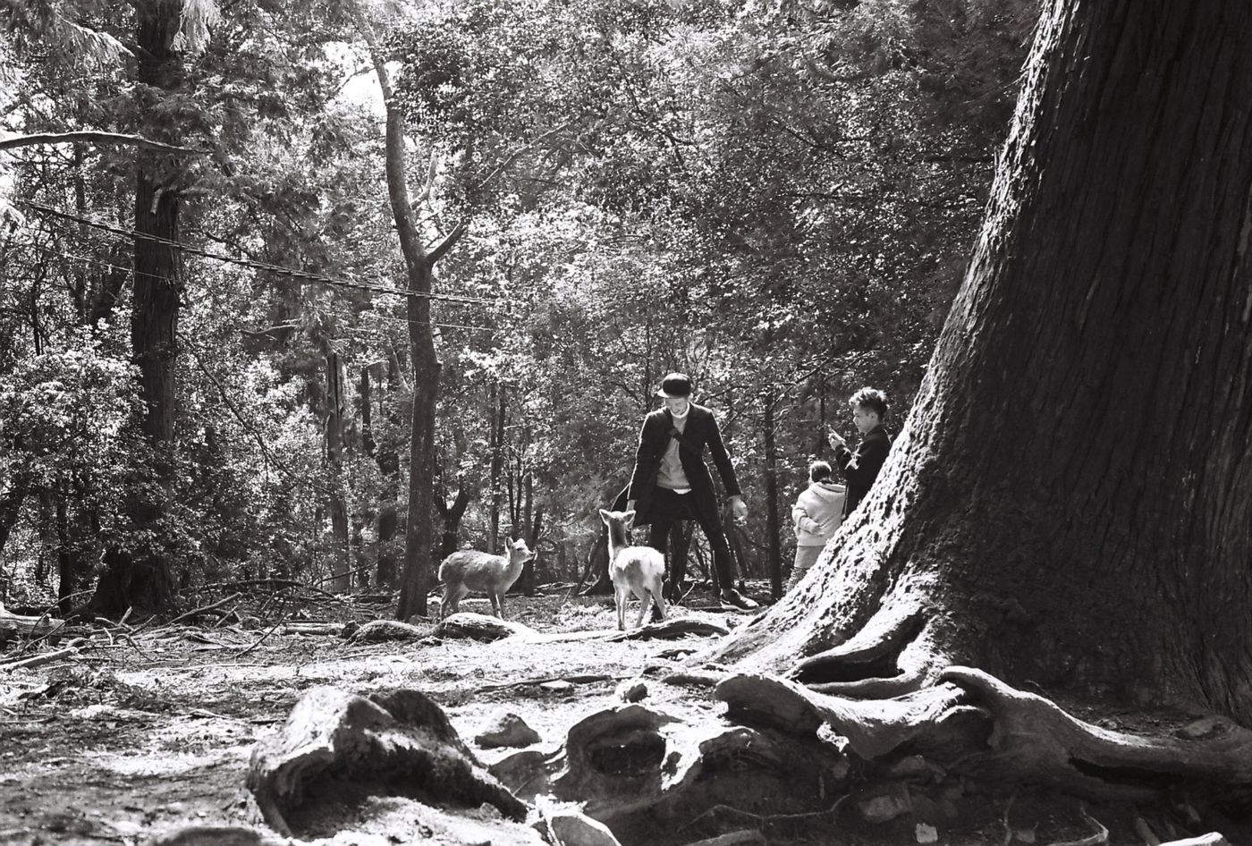 Pengunjung di bawah pokok Nara