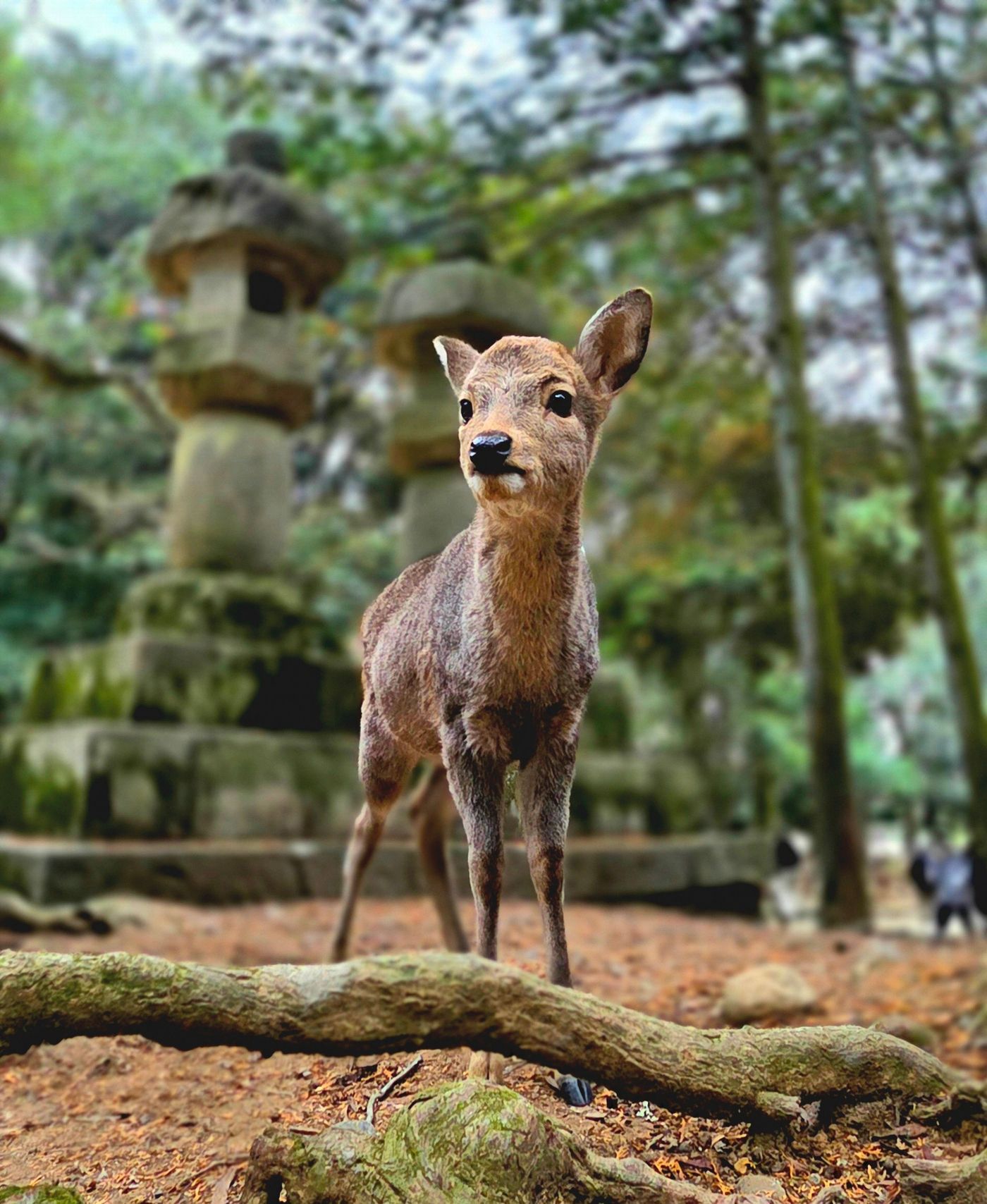 Anak rusa di Nara