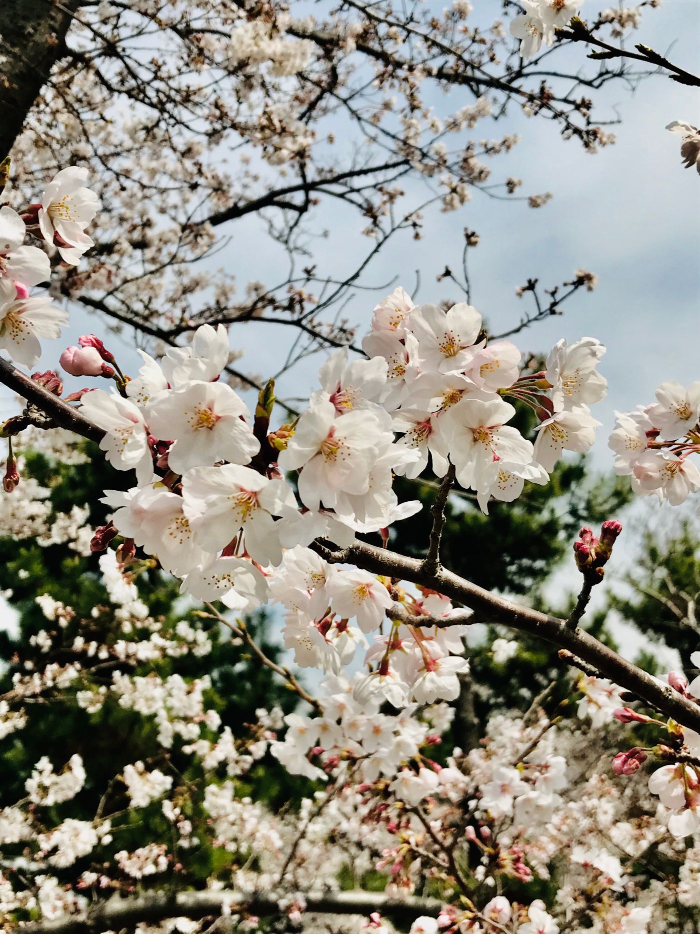 Bunga merah jambu lembut di Tokyo