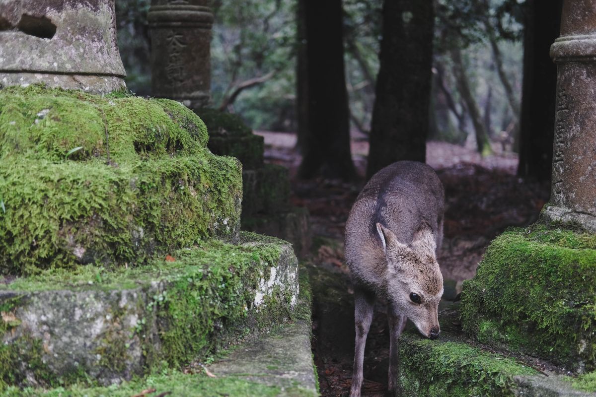 Seekor rusa di celah batu berlumut, Taman Nara.